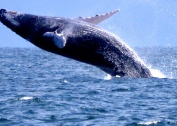 Investigadores del Intec realizan análisis sobre ecosistema de la Bahía de Samaná