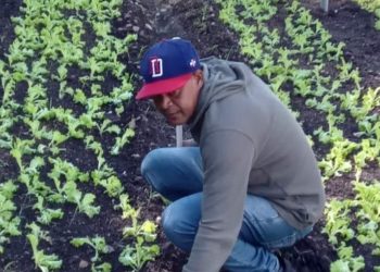 Agricultura refuerza y aumenta plan de huertos familiares y escolares