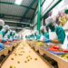 El futuro de la inocuidad alimentaria y su importancia para la seguridad alimentaria para la humanidad