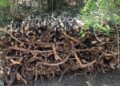 Incautan troncos del árbol de guaconejo