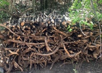 Incautan troncos del árbol de guaconejo