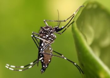 Emiten declaración de emergencia de salud pública por dengue