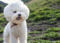 Todos los animales pueden aprender comportamientos complejos a través de la observación y ejemplos