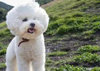 Todos los animales pueden aprender comportamientos complejos a través de la observación y ejemplos