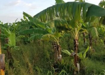 La Cruz Manzanillo: Un gigante que agoniza, pérdidas operacionales suman 327.3 millones