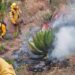 Controlan incendio en el Parque Nacional José del Carmen Ramírez