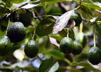¿Aguacates en peligro?: revelan la amenaza que se cierne sobre el ‘oro verde’