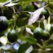 ¿Aguacates en peligro?: revelan la amenaza que se cierne sobre el ‘oro verde’