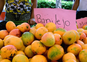Expo Mango 2024 se realizará del 29 de mayo al 2 de junio en Baní