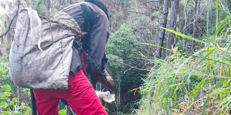 Medio Ambiente planta árboles en área del parque José del Carmen Ramírez afectada por incendio