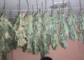 Desmantelan vivero y laboratorio clandestino de marihuana en Pedernales