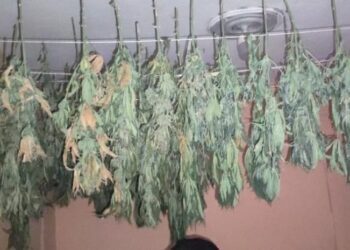 Desmantelan vivero y laboratorio clandestino de marihuana en Pedernales