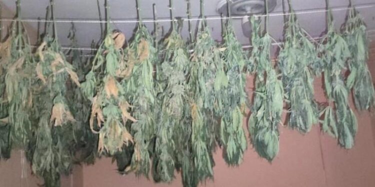 Desmantelan vivero y laboratorio clandestino de marihuana en Pedernales