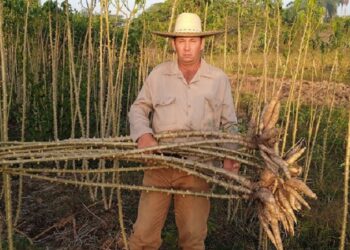 El despertar de las explotaciones agrícolas cubanas