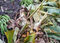 Agricultura auxilia a productores de plátanos afectados por los fenómenos atmosféricos
