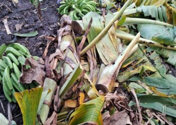 Agricultura auxilia a productores de plátanos afectados por los fenómenos atmosféricos