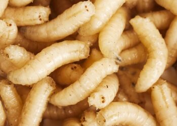 Alerta en un país latinoamericano tras la primera muerte por gusano barrenador