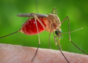 Alerta en Latinoamérica por un virus poco conocido que se contagia por la picadura de mosquitos