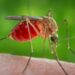 Alerta en Latinoamérica por un virus poco conocido que se contagia por la picadura de mosquitos