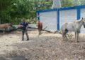 Autoridades recuperan caballos robados, apresan dos personas