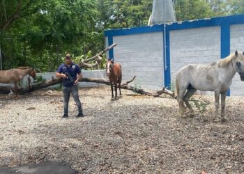 Autoridades recuperan caballos robados, apresan dos personas