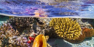 Delegación dominicana irá a Costa Rica al «Evento de Alto Nivel sobre Acción Oceánica» 