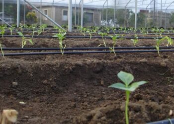 Ministerio de Agricultura eleva la provincia El Seibo a Zona Agropecuaria