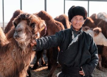 Saciando la sed de leche de camella