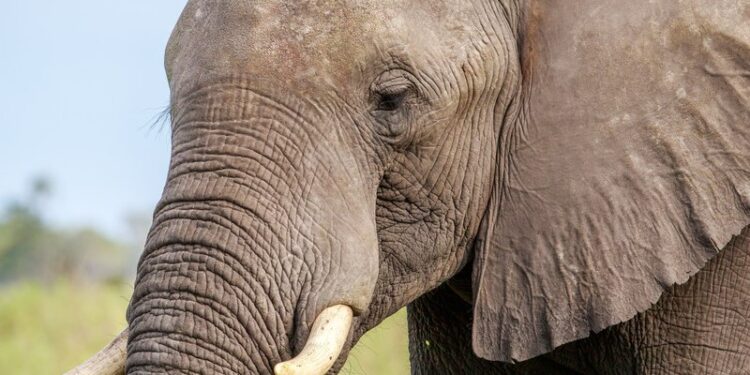 Namibia sacrificará más de 700 animales por la hambruna