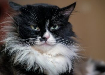 Desmienten el mayor mito sobre los gatos