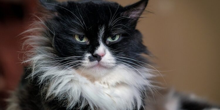 Desmienten el mayor mito sobre los gatos