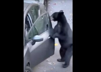 VIDEO: Un mañoso oso abre un coche, se sienta y cierra la puerta