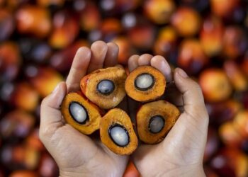 Aceite de palma y su producción: ¿amigos o enemigos?