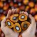 Aceite de palma y su producción: ¿amigos o enemigos?