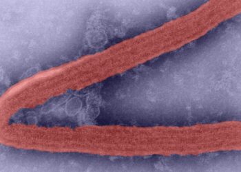 La OMS advierte de una enfermedad incurable causada por un virus altamente infeccioso
