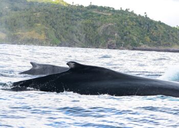 Anuncian preparativos para la temporada de ballenas jorobadas en Samaná