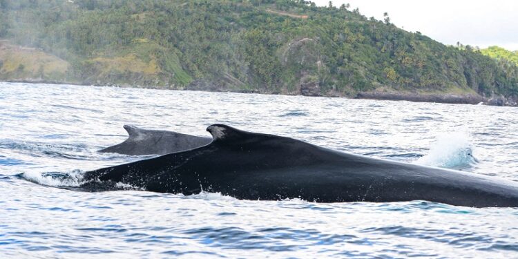 Anuncian preparativos para la temporada de ballenas jorobadas en Samaná