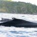 Anuncian preparativos para la temporada de ballenas jorobadas en Samaná