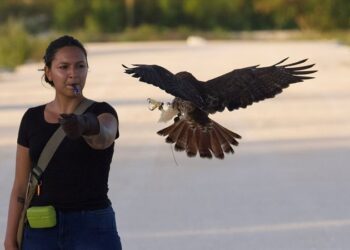 Entrena gavilán de la Hispaniola, ave en peligro de extinción