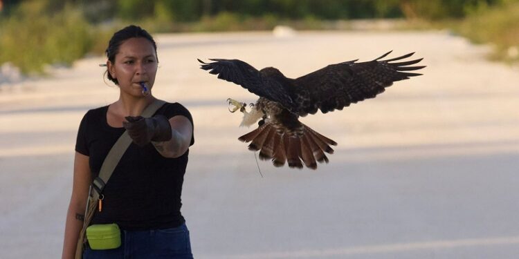 Entrena gavilán de la Hispaniola, ave en peligro de extinción