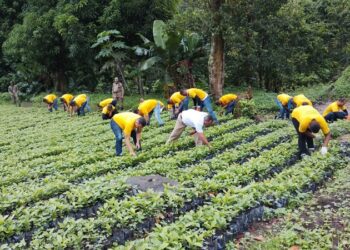 Privados de libertad plantaron más de tres mil árboles en este año