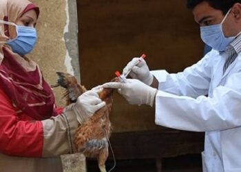 La gripe aviar se extiende por 108 países de los cinco continentes