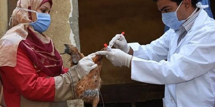 La gripe aviar se extiende por 108 países de los cinco continentes