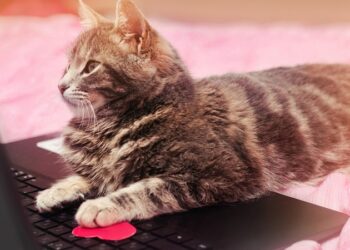 Una gata deja a su dueña sin trabajo ni bono anual al enviar una carta de renuncia