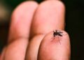 La OPS alerta sobre el riesgo de brotes de dengue por la circulación del serotipo DENV-3 en las Américas