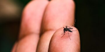 La OPS alerta sobre el riesgo de brotes de dengue por la circulación del serotipo DENV-3 en las Américas