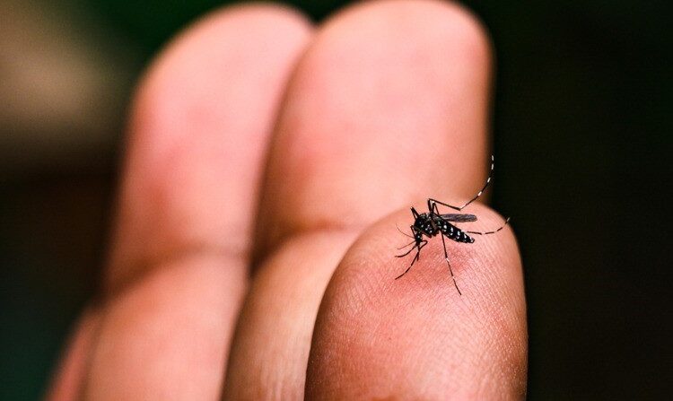 La OPS alerta sobre el riesgo de brotes de dengue por la circulación del serotipo DENV-3 en las Américas