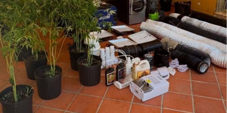 Desmantelan un invernadero para cultivar marihuana en una casa en La Vega