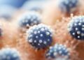 ¿Nueva pandemia? Nuevo virus mortal sin cura puede saltar a humanos