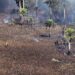 El COE y organismos de emergencia controlan incendio en la Reserva Hoyo Claro